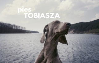 Pies Tobiasza