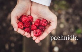Pachnidła